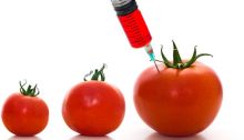 tomate-transgenico
